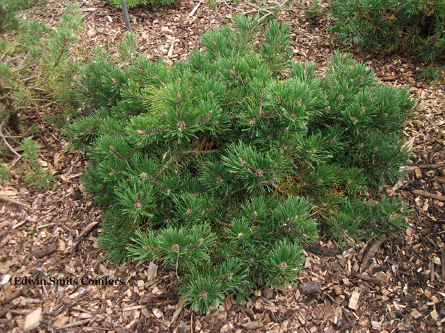 Pinus mugo 'Grne Teppich'